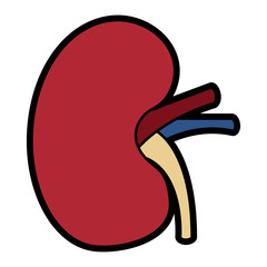 human kidney organ part healthy vector illustration 