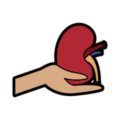 hand hold human kidney healthcare concept vector illustration
