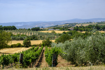 Fototapeta na wymiar Landscape in Umbria at summer