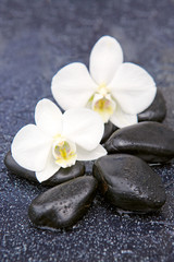 Fototapeta na wymiar Two orchid flowers and stones. Spa background.