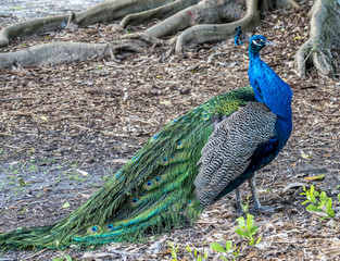Peafowl or peacock bird