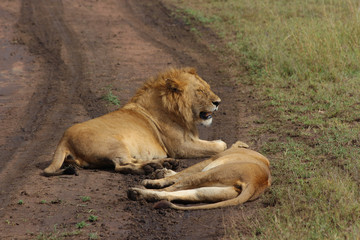 Fototapeta na wymiar Lion couple resting on the road