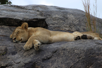 Fototapeta na wymiar Lion resting on a rock