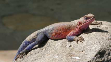 Red and blue lizard on a rock in Tanzania