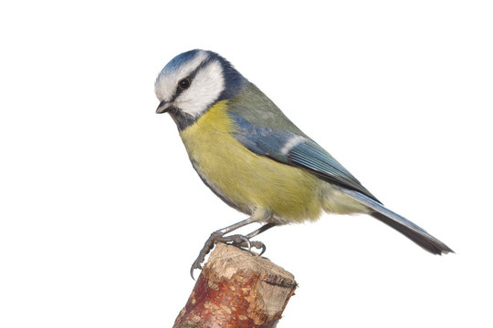 bird tit on branch