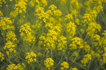 Obraz premium Landscape of yellow flowers