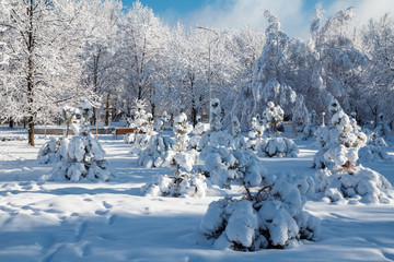 Trees covered with snow in the city park in winter