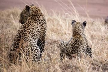 Leopard (Panthera pardus) 