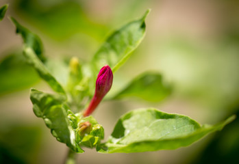 Beautiful red flower growing in the park