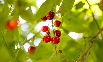 Red cherry on a tree in summer