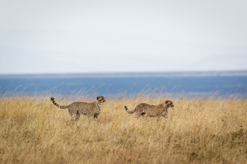 Gepard - Acinonyx jubatus 