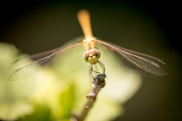Dragonfly on a branch in the open air