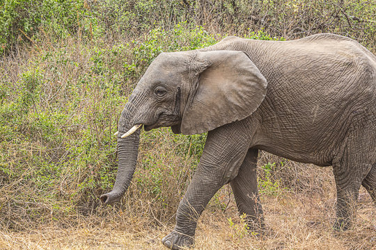 Elephant walking profile closeup 7579