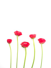 Obraz premium The RED Flower Photography with white background