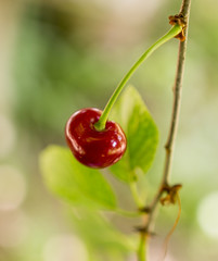 Red cherry on a tree in summer