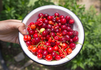 Red cherries and berries in a cup