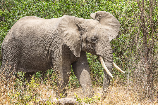 Elephant walking closeup Tanzania 7624