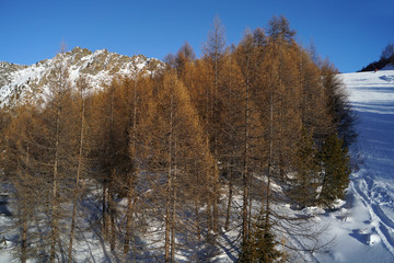 Fototapeta premium Paesaggio di montagna innevato con pini