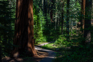 Obraz premium Beautiful scenery on the Big Trees Trail in Sequoia National Park where are the biggest trees of the world, California. USA.