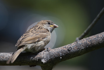 Juvenile Sparrow
