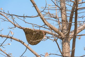 Giant Honey Bee On Tree