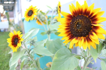 Obraz premium Sonnenblumen 