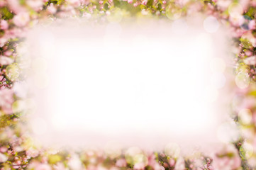 Spring background frame template for design. Flowering sakura branches. Soft focus and bokeh