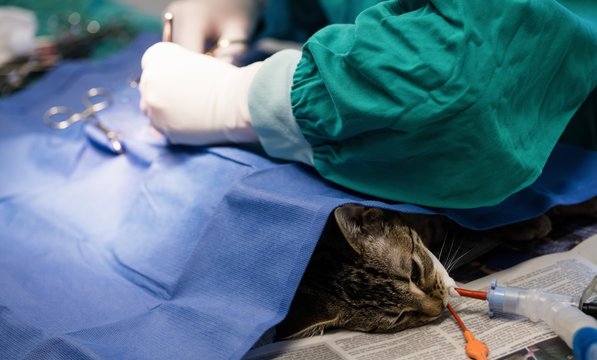 Mid-section of vet performing an operation on a kitten