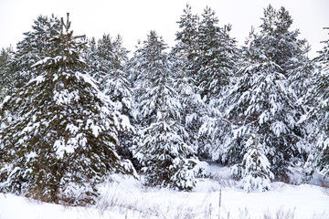 Coniferous trees in snow on nature in winter