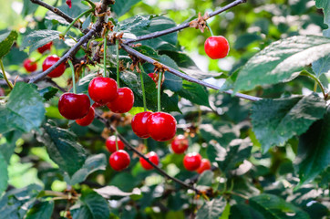 Fresh ripe cherries on cherry tree