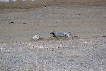 Sea Lions on the beach in the Valdes Peninsula, Atlantic Ocean, Argentina