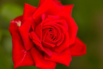 Beautiful red rose in a park