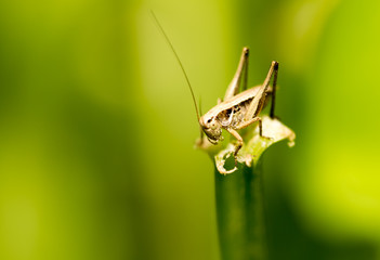 Grasshopper on green leaves in nature