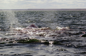 Fototapeta premium Southern right whale at Puerto Piramides in Valdes Peninsula, Atlantic Ocean, Argentina