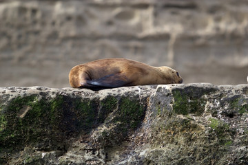 Sea Lion on the rock in the Valdes Peninsula, Atlantic Ocean, Argentina