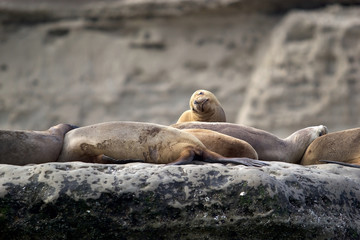 Sea Lions on the rock in the Valdes Peninsula, Atlantic Ocean, Argentina