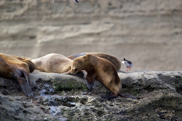 Sea Lions on the rock in the Valdes Peninsula, Atlantic Ocean, Argentina