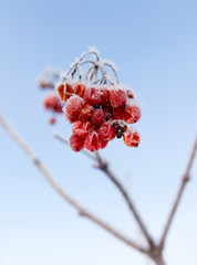 Kalina red in the snow
