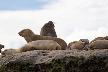 Male Sea Lion on the rock in the Valdes Peninsula, Atlantic Ocean, Argentina