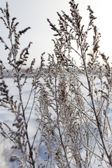 Fototapeta na wymiar Dry grass in snow on nature