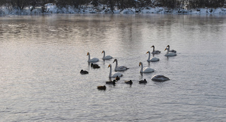 Swans on a winter lake