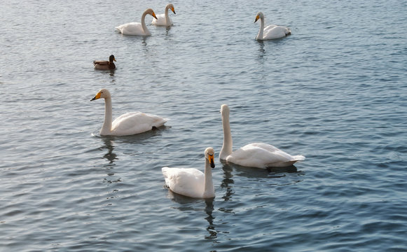 White swans on the lake water.