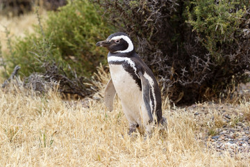 The Magellanic penguin (Spheniscus magellanicus) at Punta Tombo in the Atlantic Ocean, Patagonia, Argentina