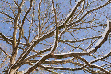 Arbres sur fond de ciel bleu