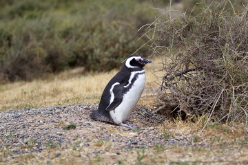 Obraz premium The Magellanic penguin (Spheniscus magellanicus) at Punta Tombo in the Atlantic Ocean, Patagonia, Argentina