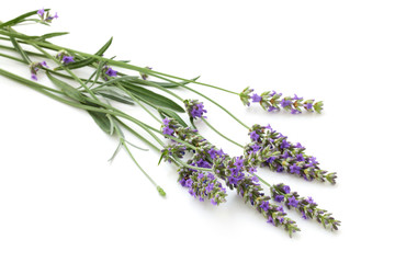 Obraz premium Lavender bouquet on white.