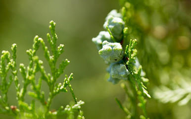Fruit on thuya in nature