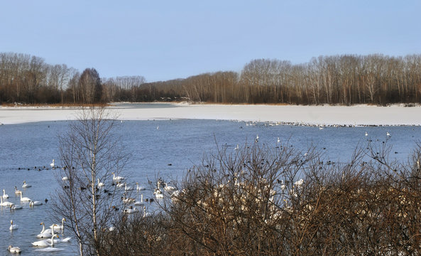 White swans on the lake in the winter season