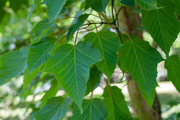 Acer capillipes Schlangenhautahorn Laub