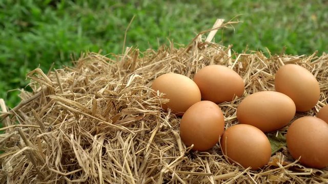 Dolly shot of hens eggs in a nest
